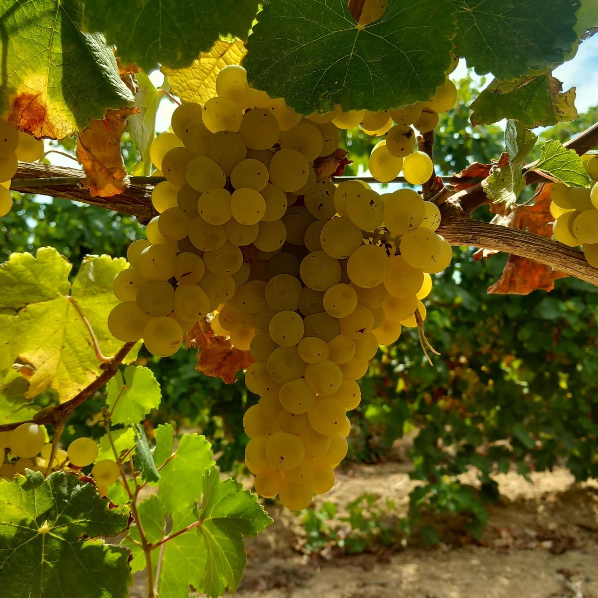 Agriturismo Il Melograno ريولا ساردو المظهر الخارجي الصورة